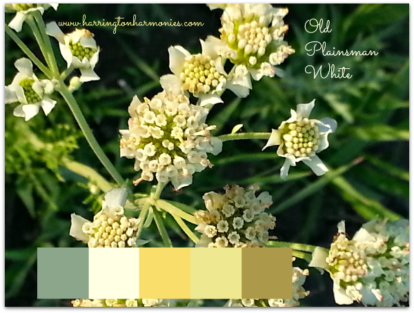 Old Plainsman White Color Palate | Harrington Harmonies